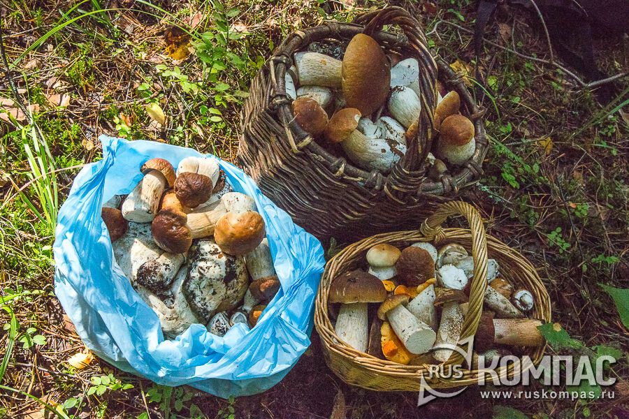 ��� ��������� ����� ��� �������