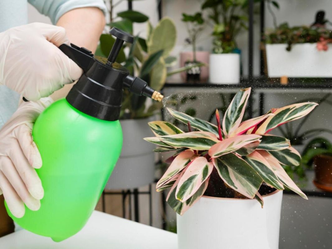 ��� ��������� ��������� �� ���������� �����: ������ �� ������������