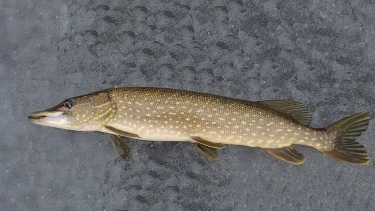 ��������� ������ ����: ��� ���������� � �������� ��������