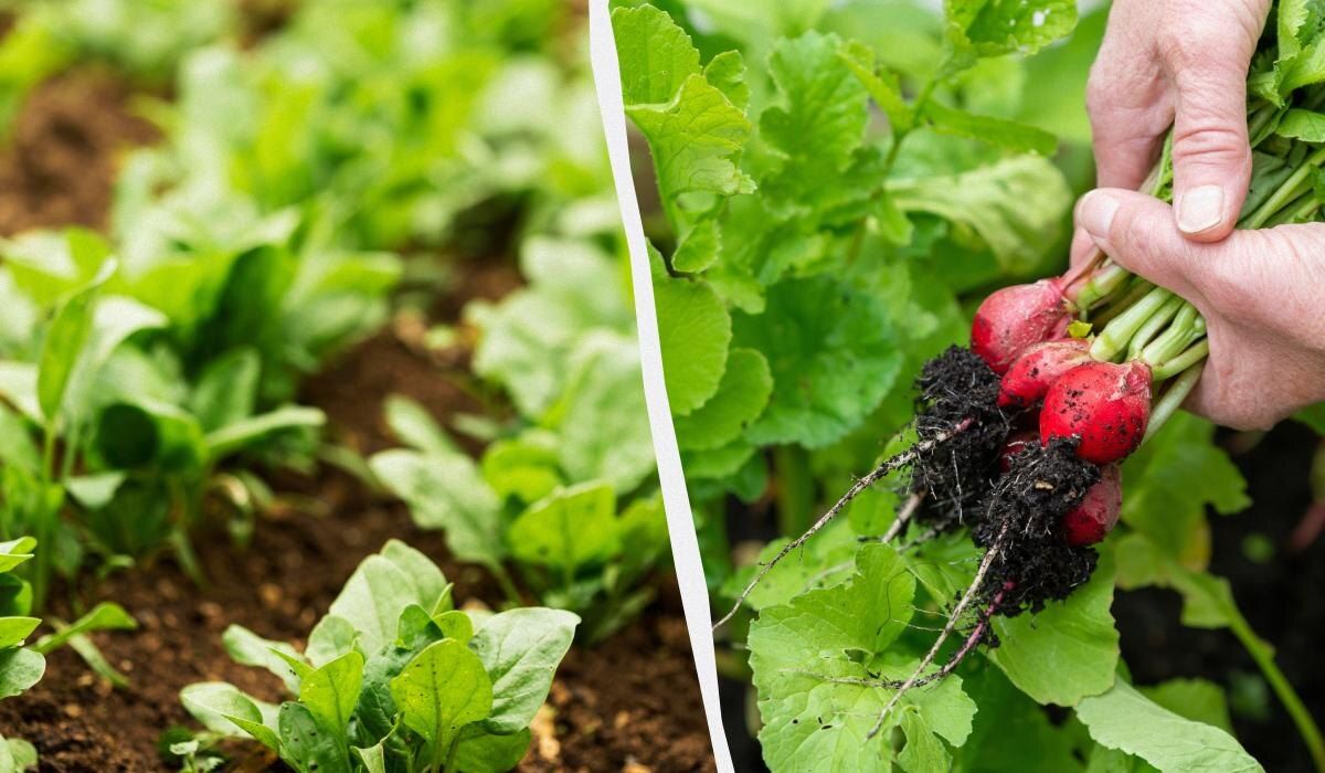 ������ ��������� ��� �����������: ����� ������ ����� � ������ 2025 ����