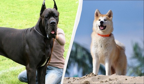 Собачьи стеснителия: топ-7 пород, которые предпочитают тишину