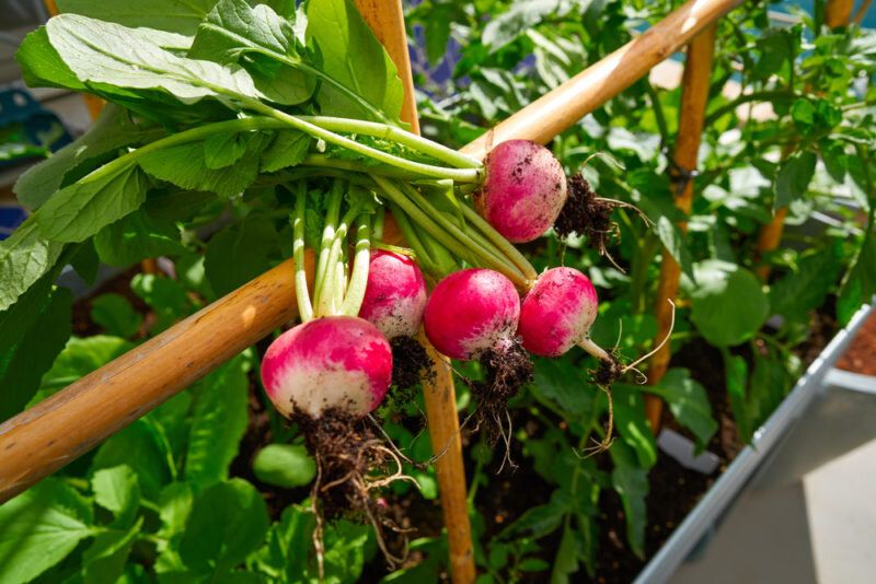 ��� ����� ��������� �����: ������, � ������� ����� �����