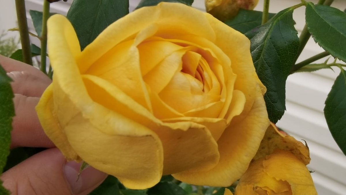 ��� ��������� ���� �� ������: ��������� �����������