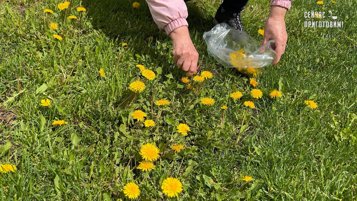 Незаметная ценность одуванчиков: секреты заготовки на зиму