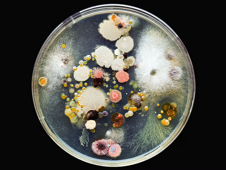 Опасная экосистема: как почва может угрожать вашему здоровью