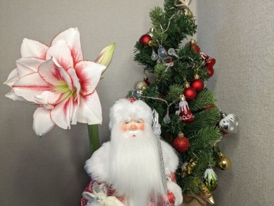 Когда гиппеаструм решает зацвести: неожиданные сюрпризы растительного мира