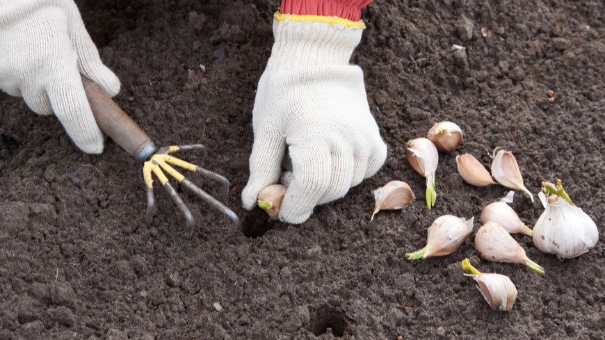 ��� ������ �������� ������: ������������ ������ �������