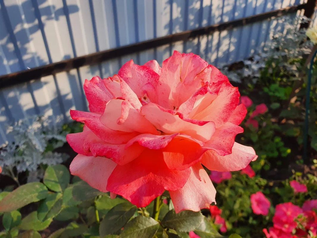 Как три поколения садоводов могут создать гармонию на грядках