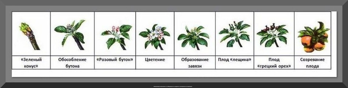 Как создать сад мечты: весенние секреты для идеальных плодов