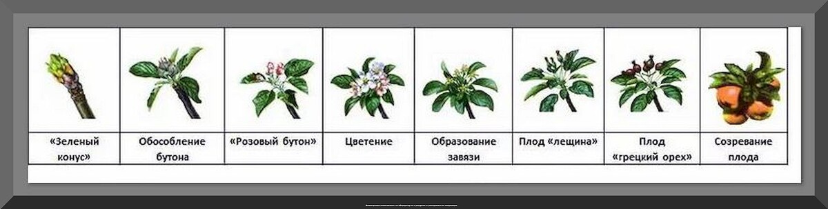 Как создать сад мечты: весенние секреты для идеальных плодов
