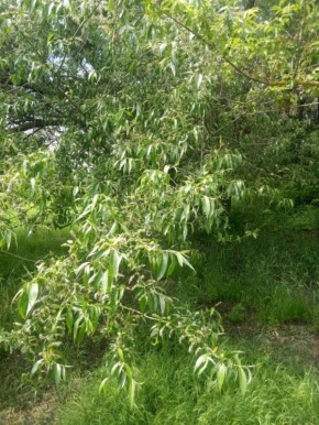 �������� �������: ����� �������� ���������� ��������