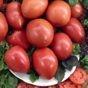 Томат Шанс F1 — надежный урожай в теплице с крупными плодами