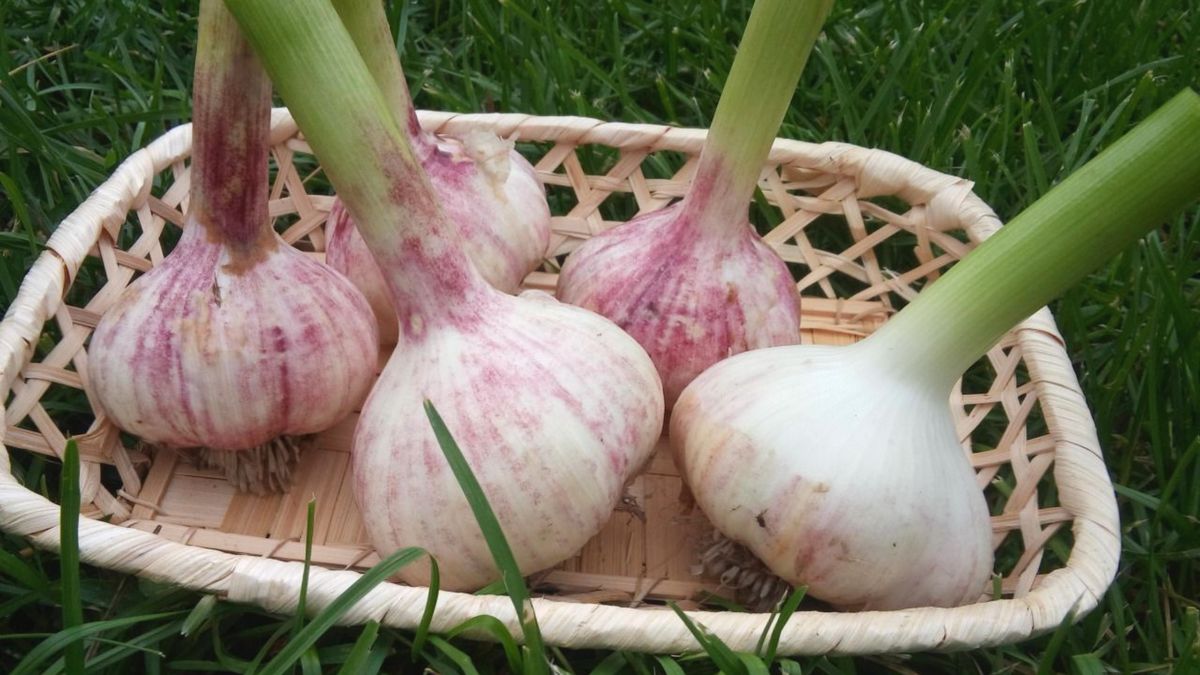 ������������ ������� �������� �������