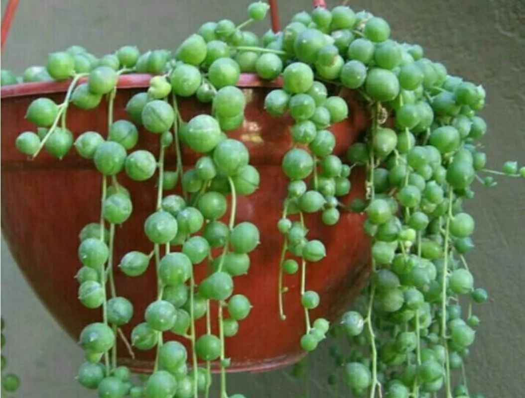 ��������������� ����������: ��������� �������� ��� ���������� ���������