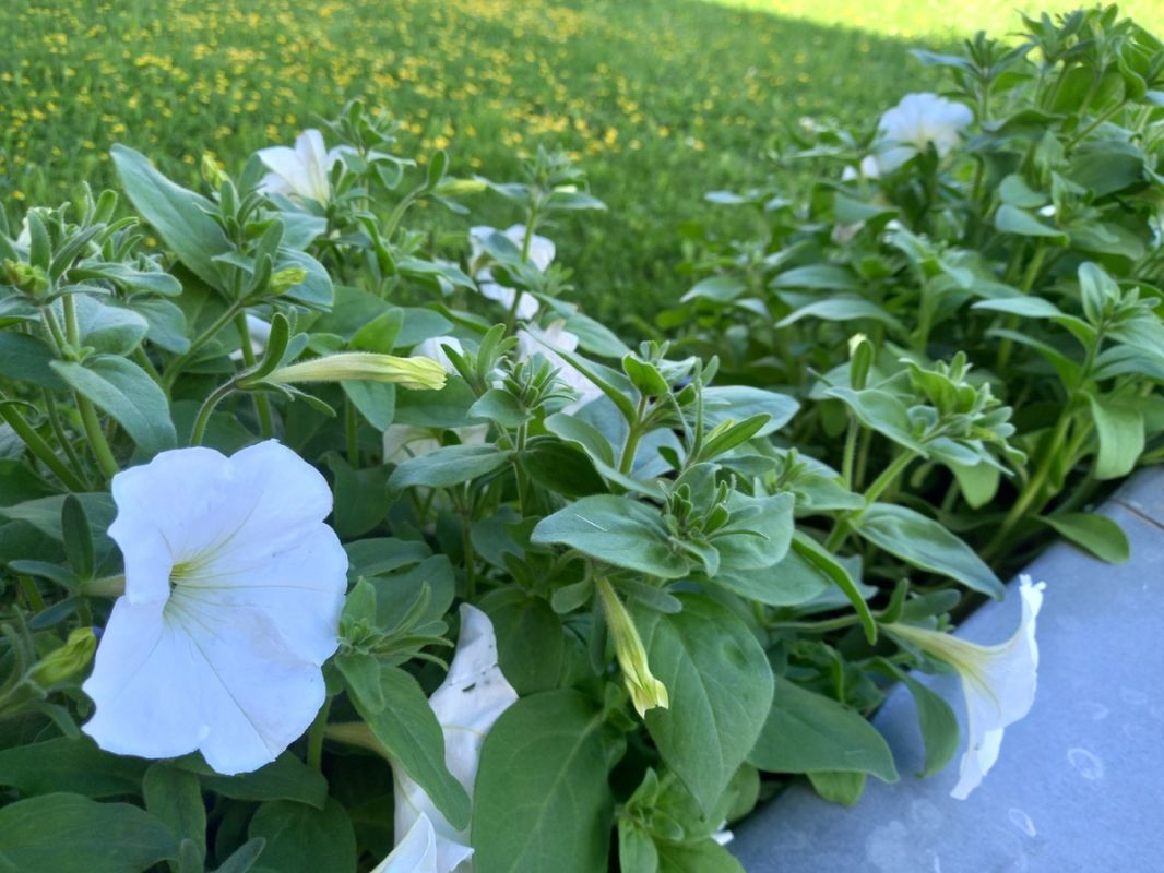 ��� ����� �������� ���������� �������� �� ����