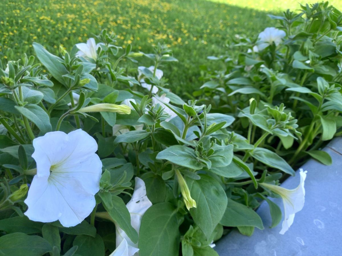 Как трава помогает выращивать помидоры на даче