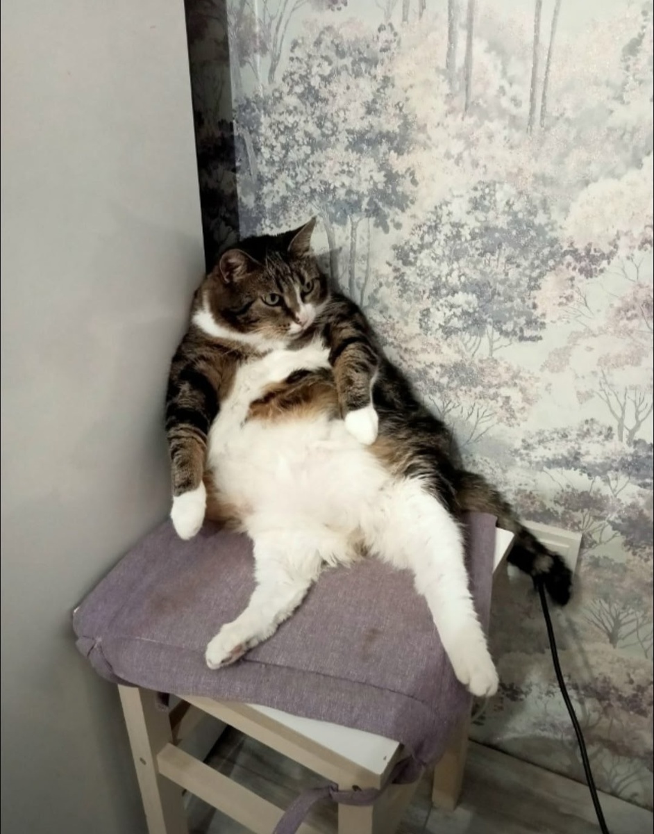 Собачий привет от Моти: утреннее вдохновение