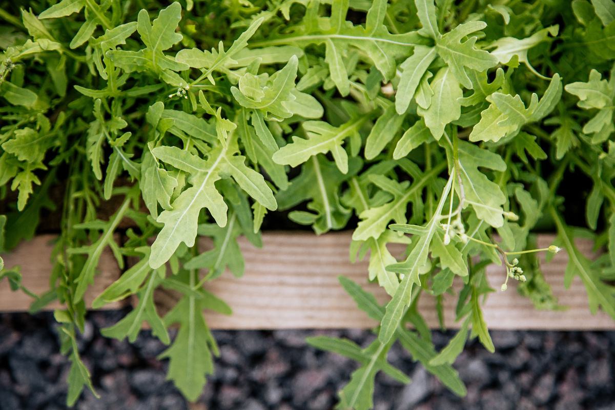 Зеленый мир на вашей кухне: как сделать свежую зелень героем ваших блюд