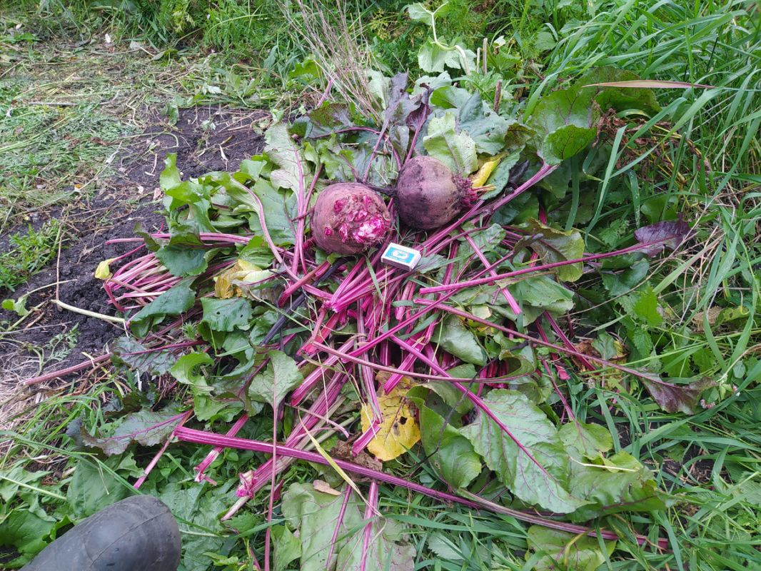 ������ "������� ���": ������ ���� ���� ���� ���������� �����������