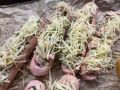 Как быстро и вкусно приготовить фаршированные сосиски