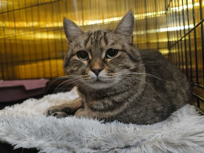 Тирамису: кошка, которая ждет своего человека уже год