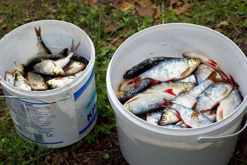 ��� ��������� ������ ���� ��� ������������: ������� � ������