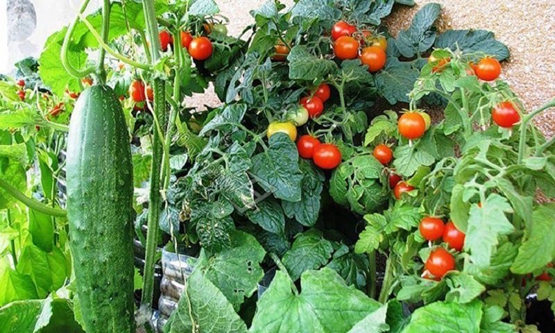 ��� ��������� ����� ����� ����������� ����������� ��������� � �������