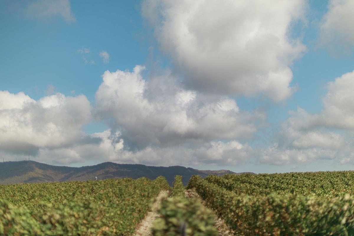 Как винная культура может изменить корпоративную атмосферу