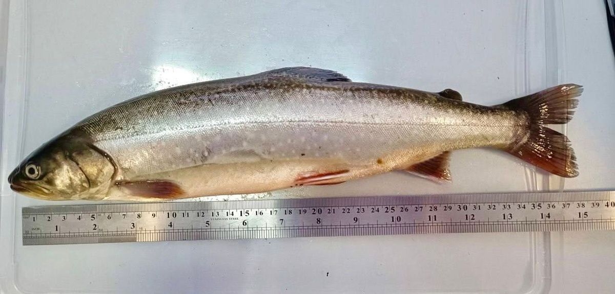 � ������ ��������� ���������� ������ �� ���������� ����� �������� ����