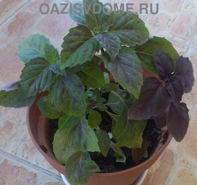 Базилик — природный лекарь: открывайте его секреты и полезные рецепты