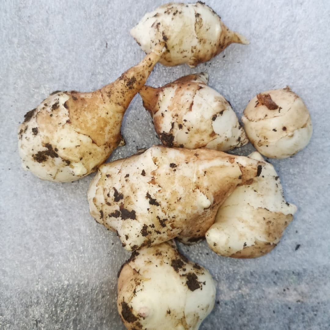 Забытая земляная груша: полезные свойства, о которых вы не знали