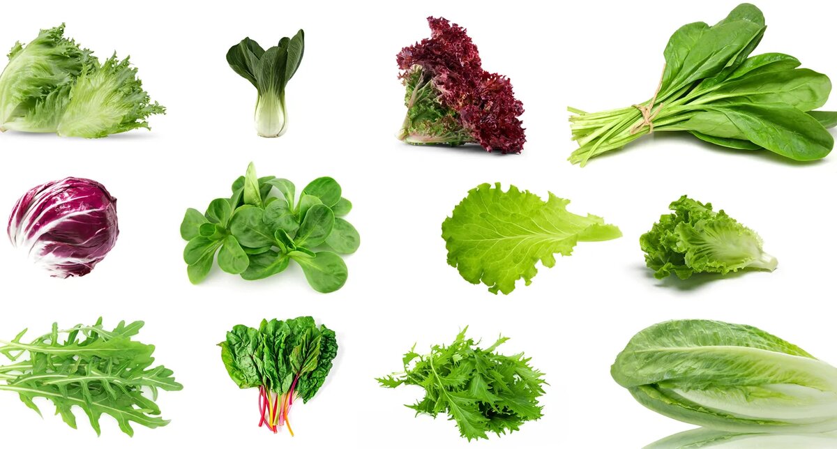 Мир зеленых салатов: от рукколы до радиккьо