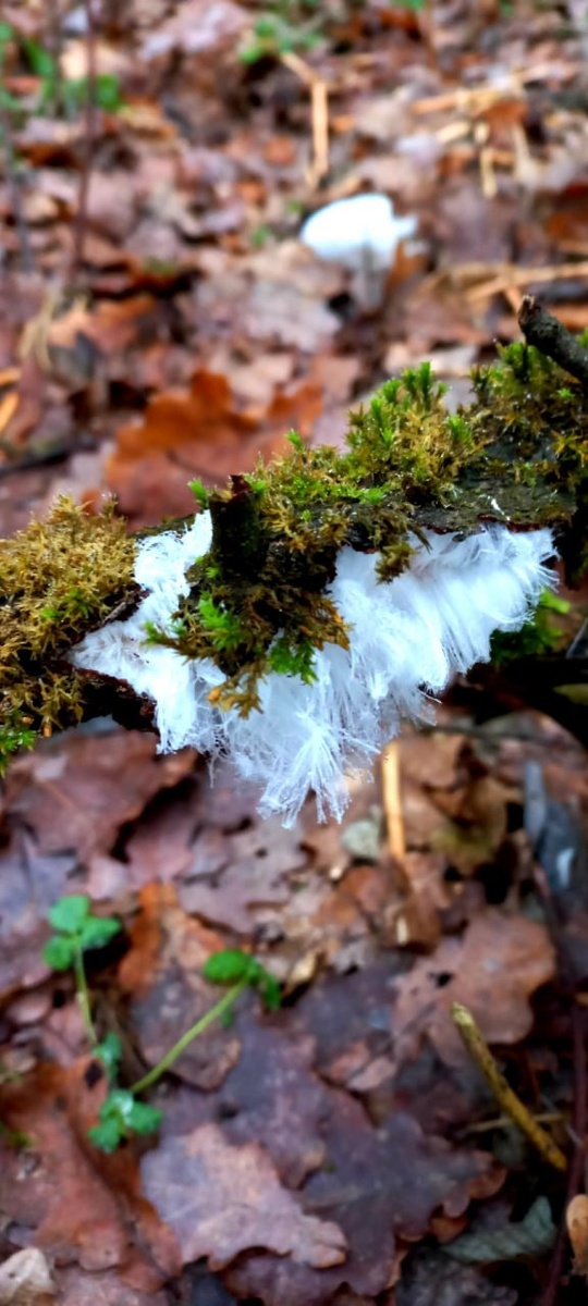 Грибной бум в Курске: местные жители делятся удивительными находками