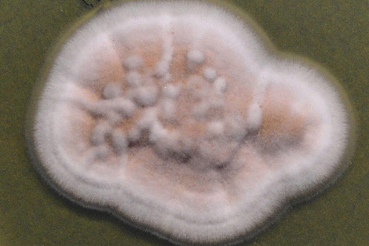 ��������� �����: �� ���� � �������� � ��� ������� ������ ������� ��������