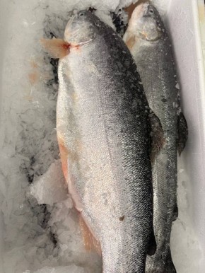 ����� �������: ������ ������� ������ �� ��������� �� �������� ����!