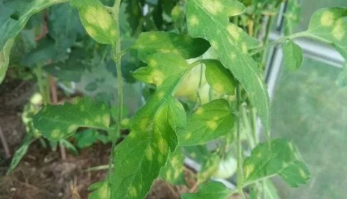 ����������� �������: ��� ���������� � ������������� ������������ � ������ ������