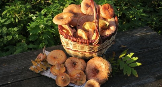 �� �������� �� ����: ��������� �������� �� ������ �����