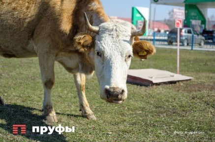 ����� �� ���� ������ ����� 60 � ������ ���������