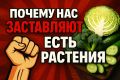 Почему мы продолжаем выбирать растения: скрытые интересы и последствия