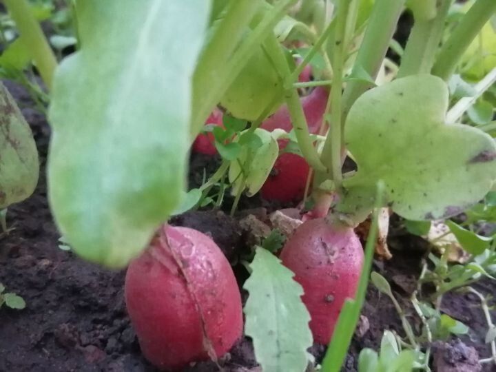 Как вырастить вкусную редиску: три простых шага
