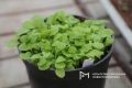Весна на даче: какие культуры стоит высаживать уже в марте